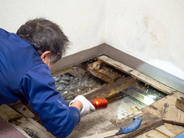 Mold Removal and Inspection in Port Carbon, PA