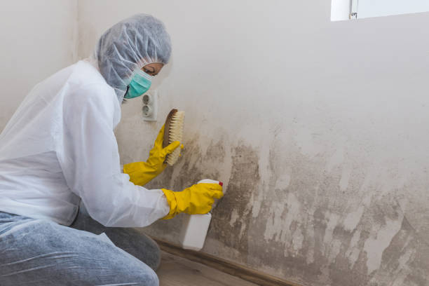 Best Commercial Mold Removal  in Port Carbon, PA