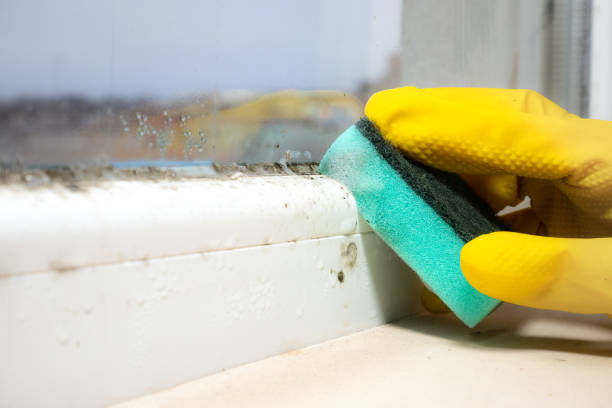 Best Professional Mold Removal  in Port Carbon, PA